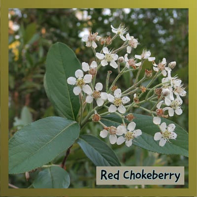 Red Chokeberry
